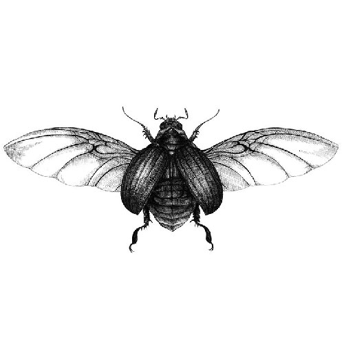 Insects illustration